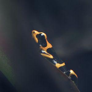 Summers' poison frog