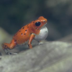 Srrawberry poison frog calling