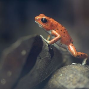 Strawberry poison frog
