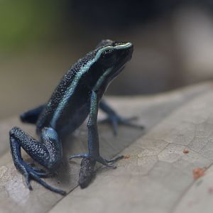 Pleasing poison frog