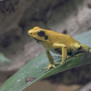 Golden poison frog