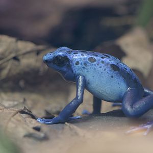 Blue poison frog