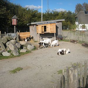 Randers Regnskov - Danmarksparken - Goat pen