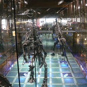 Iguanodon bernissartensis skeletons