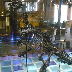 Iguanodon bernissartensis skeleton