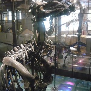 Iguanodon bernissartensis skeleton