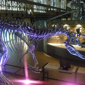 Cryolophosaurus skeleton (model)