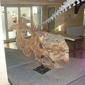 Pachyrhinosaurus skull