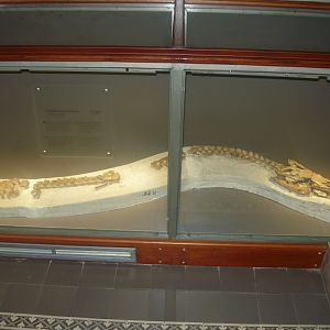 Plioplatecarpus houseaui