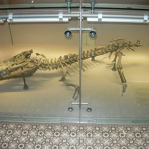 "Crocodylus depressifrons"