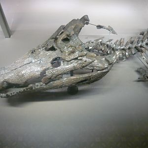 "Crocodylus depressifrons"