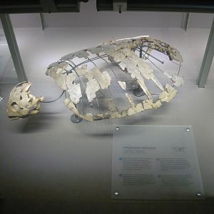 Allopleuron hofmanni