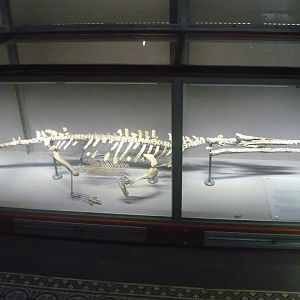Champsosaurus lemoinei
