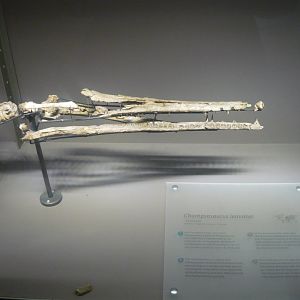 Champsosaurus lemoinei