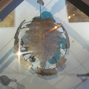 Turtle species from Messel Pit