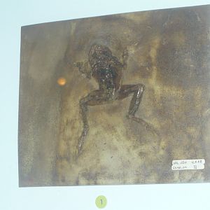 Frog species from Messel Pit