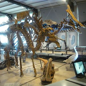 Hadrosaur exhibit