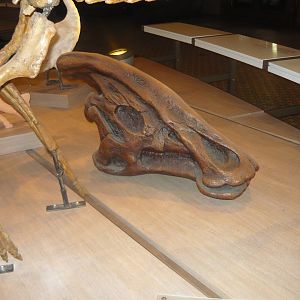 Charonosaurus skull (cast)