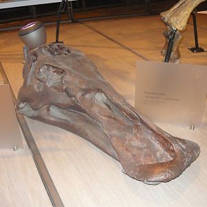 Anatotitan copei skull (cast)
