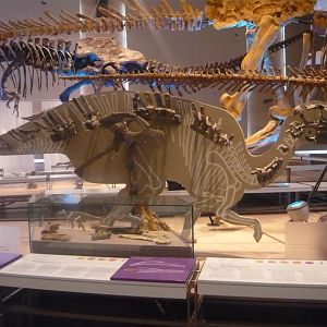 Bactrosaurus johnsoni skeleton