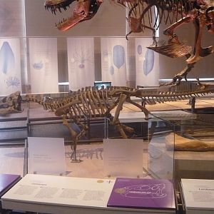 Zalmoxes shqiperorum skeleton (model)