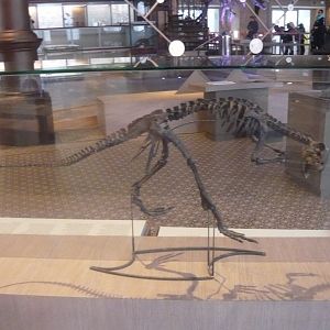 Hypsilophodon foxi skeleton