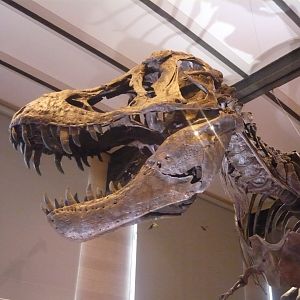 Tyrannosaurus rex skeleton