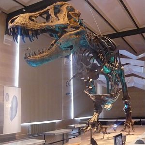 Tyrannosaurus rex skeleton