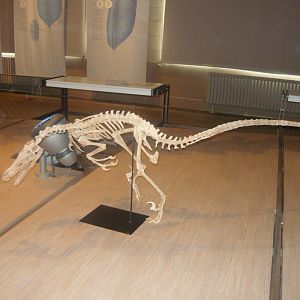 Velociraptor skeleton (model)