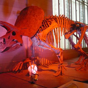 Triceratops skeleton