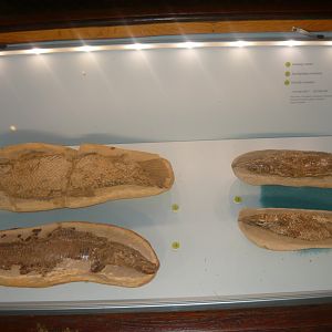 Early Cretaceous fishes of Santana Formation, Brazil