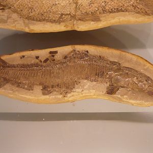 Ararilepidotes temnurus