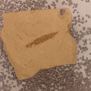 Ephemeropsis trisetalis