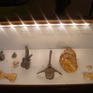 Late Cretaceous dinosaurs of France