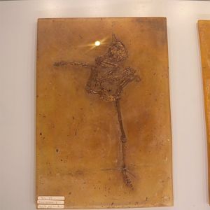 Messelornis cristata