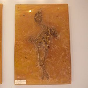 Messelornis cristata