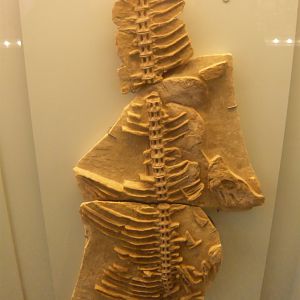 Saurocephalus intermedius