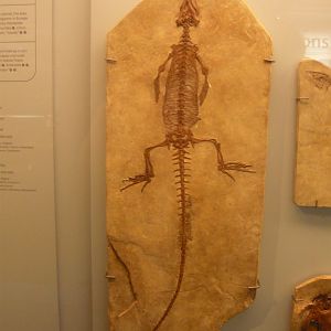 Sapheosaurus thiollierei