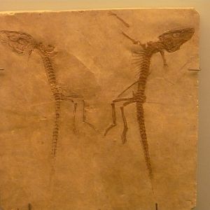 Alligatorellus beaumonti