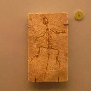 Homeosaurus pulchellus