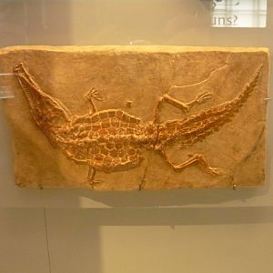 Crocodileimus robustus