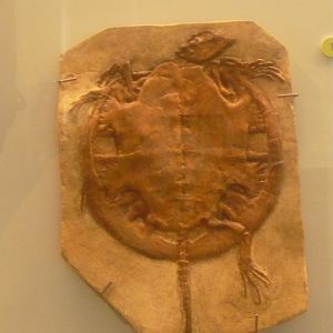 Idiochelys fitzingeri