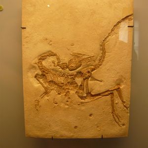 Compsognathus longipes