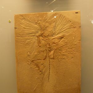 Archaeopteryx lithographica