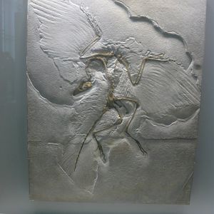 Archaeopteryx lithographica