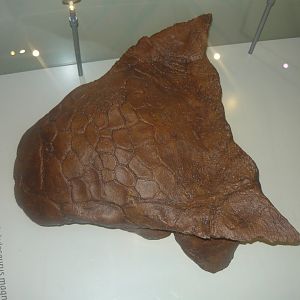 Ankylosaurus magniventris skull