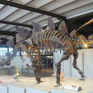Stegosaurus skeleton (model)