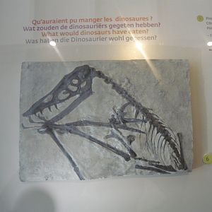 Scaphognathus crassirostris (cast)