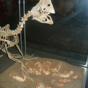 Oviraptor with eggs