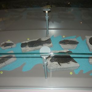 Early Cretaceous fishes of Bernissart, Belgium